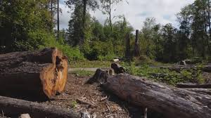 How Our Tree Care Process Works  in  Lake Don Pedro, CA