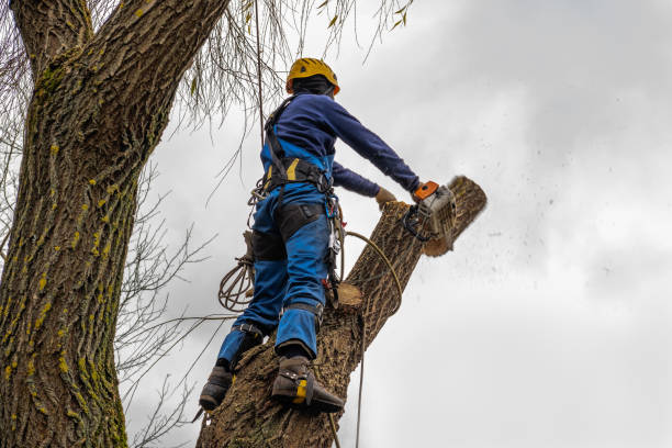Best Utility Line Clearance  in Lake Don Pedro, CA